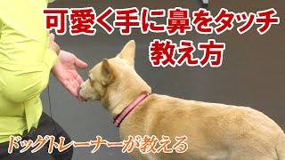 【可愛く手に鼻をタッチ】愛犬のタッチの教え方｜ドッグトレーナーのしつけ教室初級編⑫