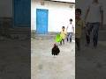 March 12, 2023 Rooster to cat - Funny vfx magic video