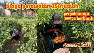 PANEN CABE RAWIT VIRAL