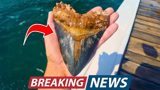 Diver JUST Discovered a Freshly Shed Megalodon Tooth That Could Prove Megalodons NEVER Went Extinct!