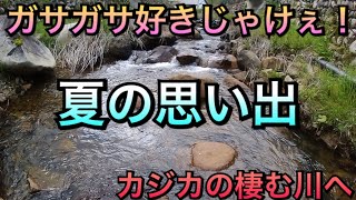 【アクアリウム】ガサガサ好きじゃけぇ！ 夏の思い出 カジカの棲む川へ【広島】【ガサガサ】【日本淡水魚】