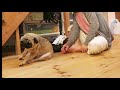 しばらく会えなくなるのをお互いに悲しむ愛犬と飼い主 パグ犬ぷぅ pug