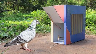 Easy Pigeon Trap Using Cake Box And Bamboo - Creative Technology Bird Trap