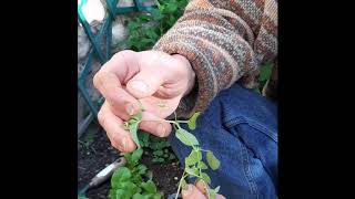 mouron blanc vs rouge et euphorbe