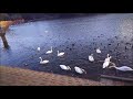 ４０羽超　20180310 古徳沼のハクチョウ白鳥スワンswans