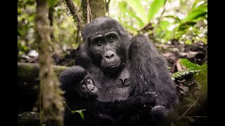 GORILLAS OF AFRICA - THE GENTLE GIANTS (THERE ARE ABOUT 900 MOUNTAIN GORILLAS LEFT ON EARTH...)