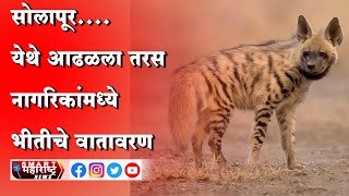 Hyenas | सोलापूर.... येथे आढळला तरस नागरिकांमध्ये भीतीचे वातावरण | Hyenas Spotted | Taras