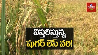 Sugar Free Rice (RNR-15048) Cultivation | hmtv Agri