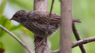 Fledgling Dunnock calling for mum