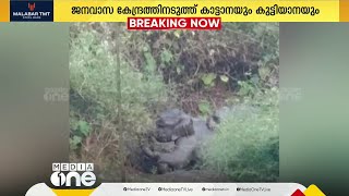 മലപ്പുറം വഴിക്കടവ് വെള്ളക്കട്ടയിൽ ജനവാസ കേന്ദ്രത്തിനടുത്ത് കാട്ടാനയും കുട്ടിയാനയും