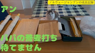 猫のアンはパパの蕎麦打ち待つほど暇じゃない？の巻【ノルウェージャン アンの成長記録】