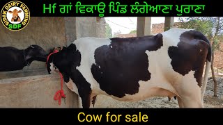 Hf cow for sale, Hf ਗਾਂ ਵਿਕਾਊ ਪਿੰਡ ਲੰਗੇਆਣਾ ਪੁਰਾਣਾ