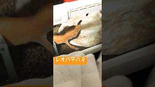 レオパ平八飼育日記13 #レオパ　#レオパ飼育　#ヒョウモントカゲモドキ