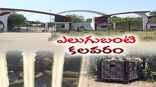 Efforts Still On to Catch Sloth Bear | Satavahana University | Forest Officials |వర్సిటీలో ఎలుగుబంటి