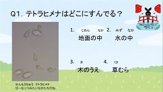 いきものクイズ テトラヒメナ編