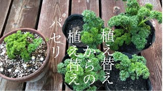 家庭菜園　パセリ　植え替えからの　植え替え