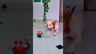 मेरा डॉगी आज किस से डर गया😭#funnydogs #shorts