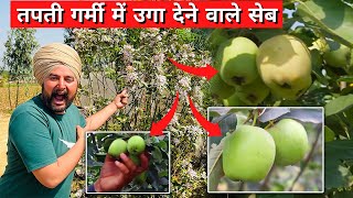 गर्म इलाकों में सेब🍎 की खेती || Apple🍎 cultivation in 🥵hot areas || Farming Leader 📞7015842336