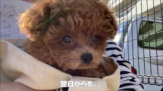 【トイプードルのお迎え2日目】～犬のしつけ・教育～「トイプードルのコロン」