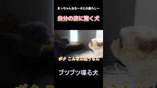 テレビに映る自分の姿に驚き話しかける犬 #かわいい #シーズー #喋る犬 #犬のいる生活 #shorts