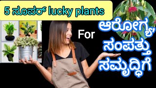 #luckyplants ಮನೆಗೆ ಅದೃಷ್ಟವನ್ನು ತಂದುಕೊಡುವ ಗಿಡಗಳು, ಈ plants ನಿಮ್ಮ ಮನೆಯನ್ನು negetiveದೃಷ್ಟಿಯಿಂದ ರಕ್ಷಣೆ..