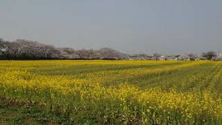 【著作権フリー環境音】菜の花畑の鳥のさえずり　商用利用可能