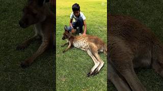 Meeting Kangaroos at Glen Forest Tourist Park! 🦘✨ #kangaroo #adelaide