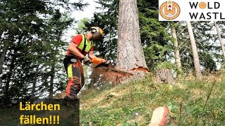 Lärchen fällen mit Stihl 462 CM