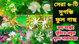 সেরা ৬-টি সুগন্ধি ফুল গাছ কম যত্নেই বাগানকে সুগন্ধে ভরিয়ে রাখবে সারবছর। Fragrant Flower Plant