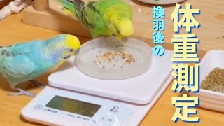 体重測定は重要‼️平均は何グラム❓インコの健康管理