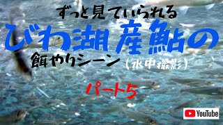 『希少映像』琵琶湖産鮎の餌やりシーン(水中撮影)パート5