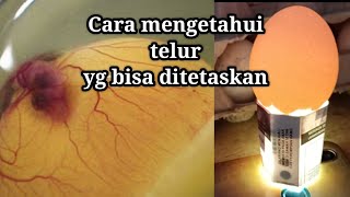 Cara memilih telur yg baik untuk ditetaskan