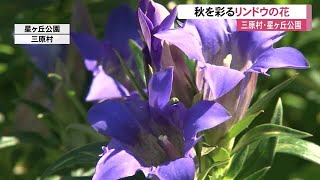 青やピンク、珍しい白色も… 秋の花“リンドウ”が三原村の公園で見頃【高知】 (21/10/28 12:20)