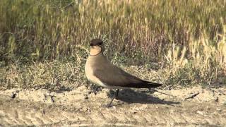 Collared Pratincole-Glareola pratincola