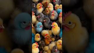 Baby Hens | Color Full #youtubeshorts #3d #mercykids #hen #cute #trending #color #kidscartoon