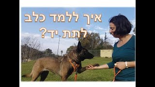 איך מלמדים כלב לתת יד | אימון כלבים בצפון | דנה שריד חמו