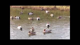 マイ ムービー深北緑地公園・深野池の水鳥たち