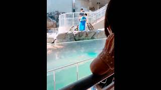 長崎ペンギン水族館　ショート動画