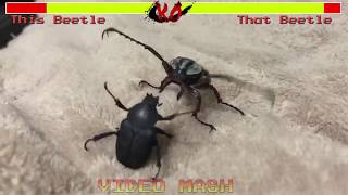 Epic beetle fight with health bars and sound effects