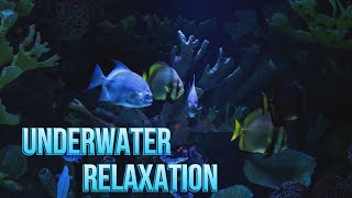 Deep Relaxation With Underwater Sounds And Fishes | No Music |