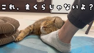 【爆睡】仕事中の飼い主の足を枕にして一生寝てる猫ｗｗｗ