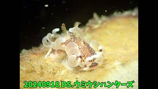 DIVING SHOPウミウシハンターズ 20240918 城ヶ島水域のウミウシ