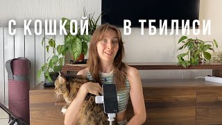 ПЕРЕЕЗД С КОШКОЙ В ТБИЛИСИ || документы, сроки, полет