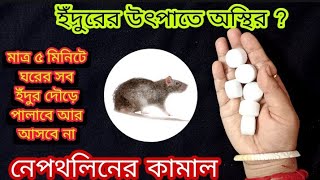 ১০০% কার্যকরী ইঁদুর তাড়ানোর ঘরোয়া টিপস্/How to kill rat with home remedies/Mou's Passion