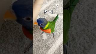 朝から喜びMAXなインコさん｜PECO #ゴシキセイガイインコ #オウム #鳥 #鳥のいる暮らし #rainbowlorikeet #parrot #bird  #birdlover