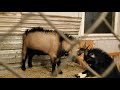 nightly goat battle.