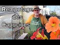 Comment réussir le rempotage des Capucines ?