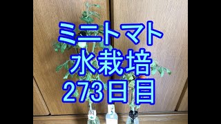 🍅ミニトマト水栽培🍅040🍅273日目（39週間≒8ヶ月）🍅