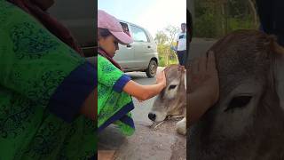 Such cute cows in Govardhan 🥰 #vrindavan #govardhan #cows #animals #shorts