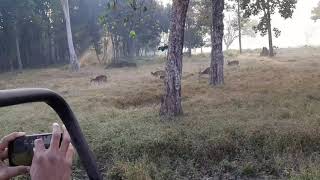 Wild life at Kanha /Yush maharaj  कान्हा में वन्य जीव/युश महाराज